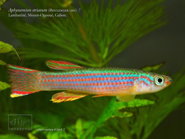 Adult male of A. striatum 'Lambaréné'.