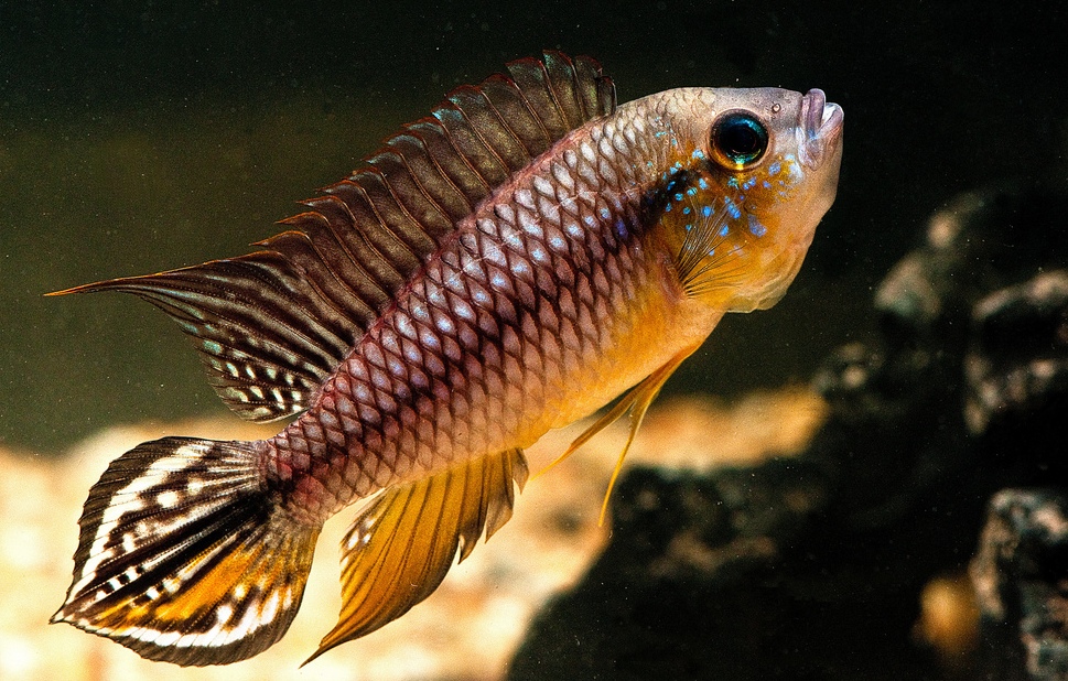 Adult male of A. agassizi 'Alenquer'; aggressive mood.