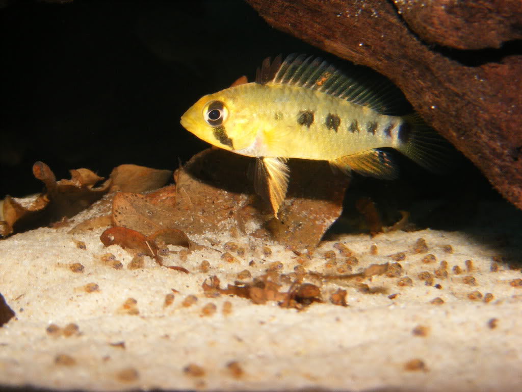 Adult female displaying broodcare colour pattern, fry below.