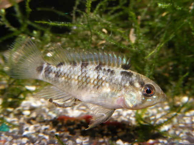 Adult female with neutral mood and colour pattern; origin unspecified.