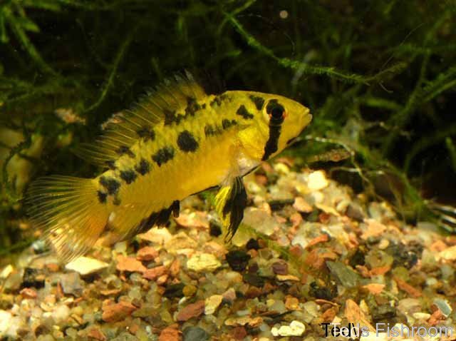 Captive-bred, adult female displaying broodcare colour pattern.