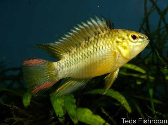 Captive-bred adult male specimen.