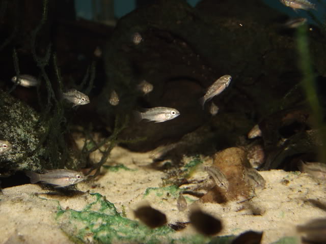 F1 juveniles from wild parents.