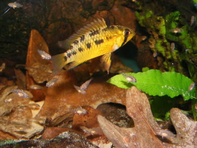 Wild-collected female exported from Bogotá, Colombia, displaying broodcare colour pattern with fry beneath.