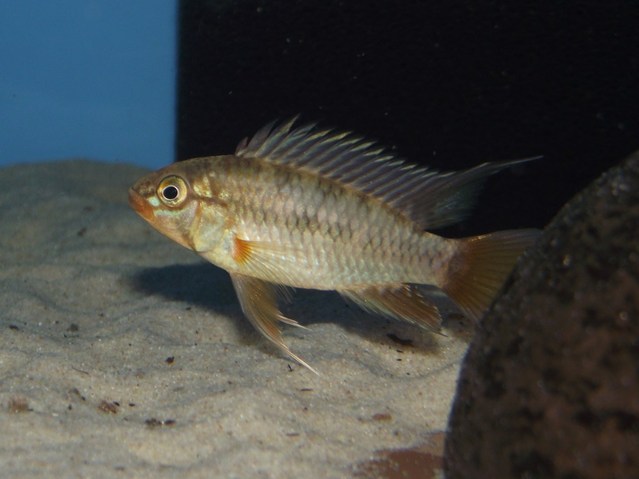 Adult male of ornamental 'gold' strain.
