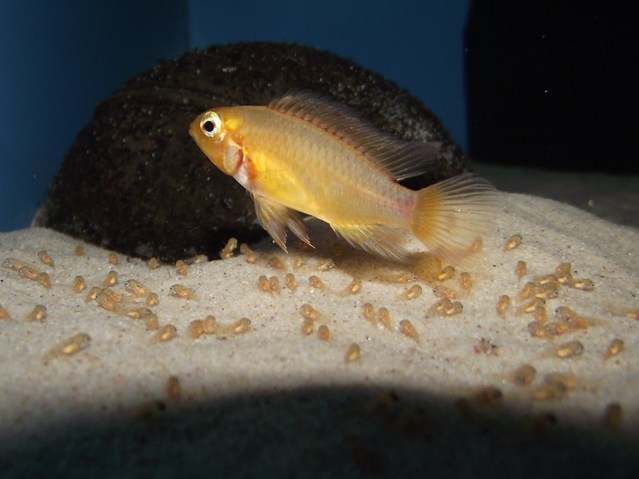 Female of 'gold' form with fry.