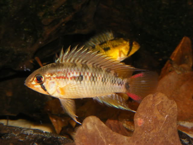 Wild-collected male exported from Bogotá, Colombia.