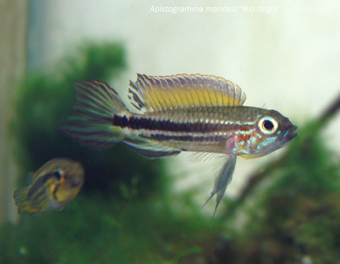 Another male from the same import as the previous image.