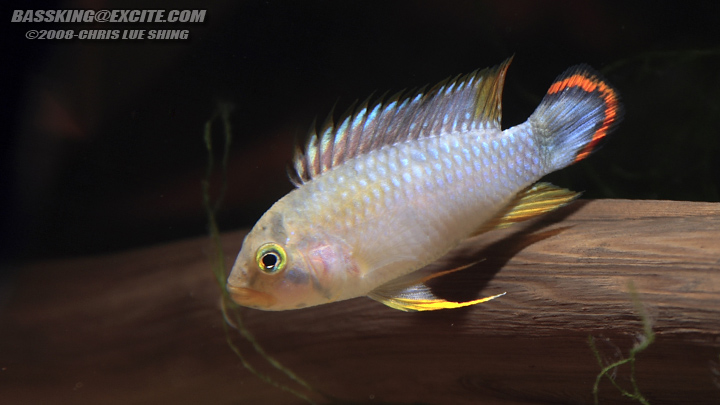 Adult male.