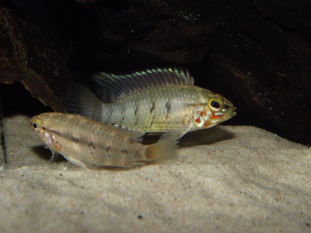 Male (back) and female engaged in courtship behaviour.
