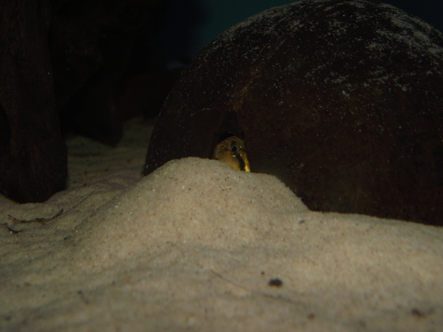 Female guarding her brood of eggs...