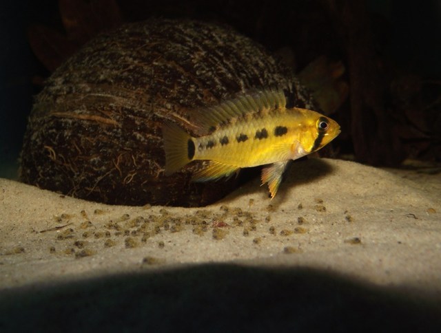 Female displaying broodcare colour pattern, free-swimming fry below.