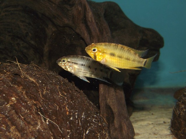 Young adult pair, female front.