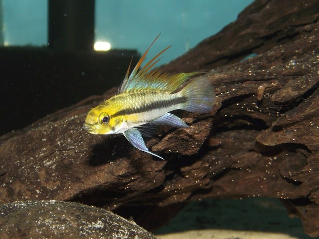 Adult male from the UK aquarium trade.