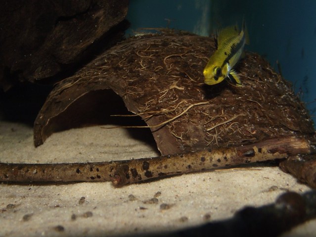 Nuptial female with free-swimming fry below.