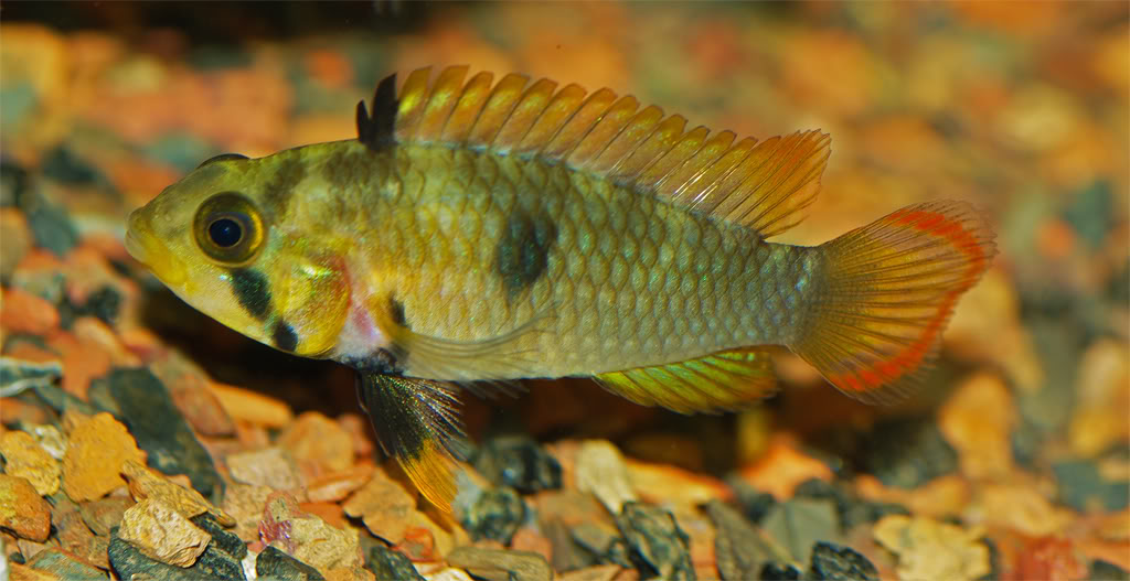 Adult female specimen.