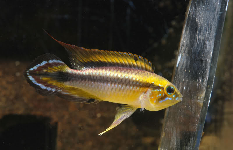Wild-collected male specimen in the aquarium exhibiting threat/aggressive mood - precise origin unknown.