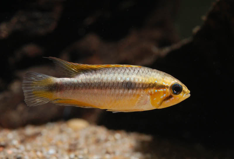 The same specimen as in the previous image - neutral mood.
