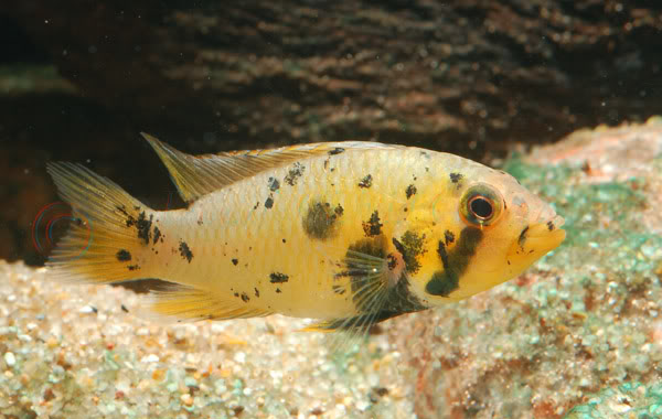Adult female with excessive black pigmentation. These spots are typical in many wild-caught, tropical fish species following the transport process.