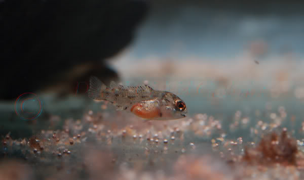 Free-swimming fry.