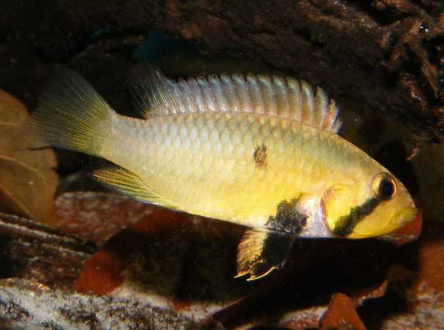 Adult female displaying broodcare colour pattern. Origin unspecified.