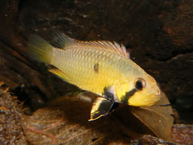 Adult female displaying broodcare colour pattern.