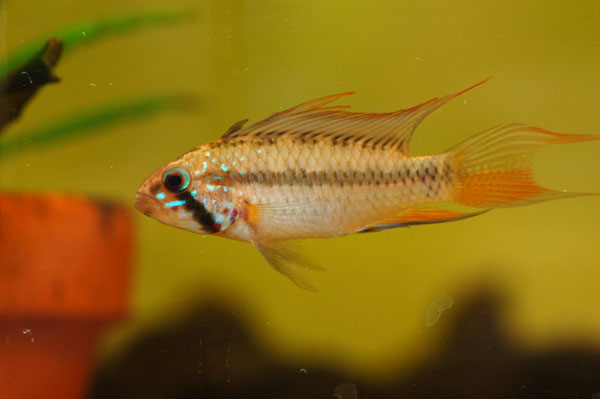 Wild-collected male from the Inirida river basin, Colombia.