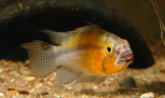 Wild adult male from Picuruyacu, Río Nanay drainage, Loreto Region, Peru; neutral mood.