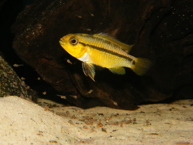 Adult female displaying broodcare colour pattern, with fry below.