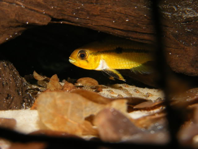 Adult female with fry.