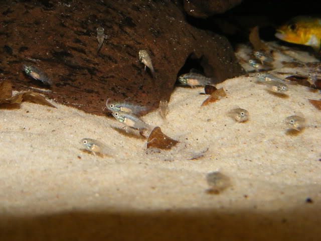 Four-week old, captive-bred juveniles.