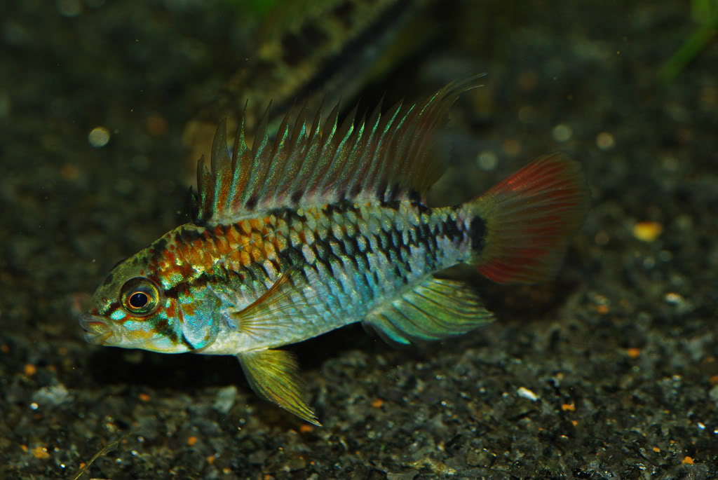 Another adult male; origin unspecified.