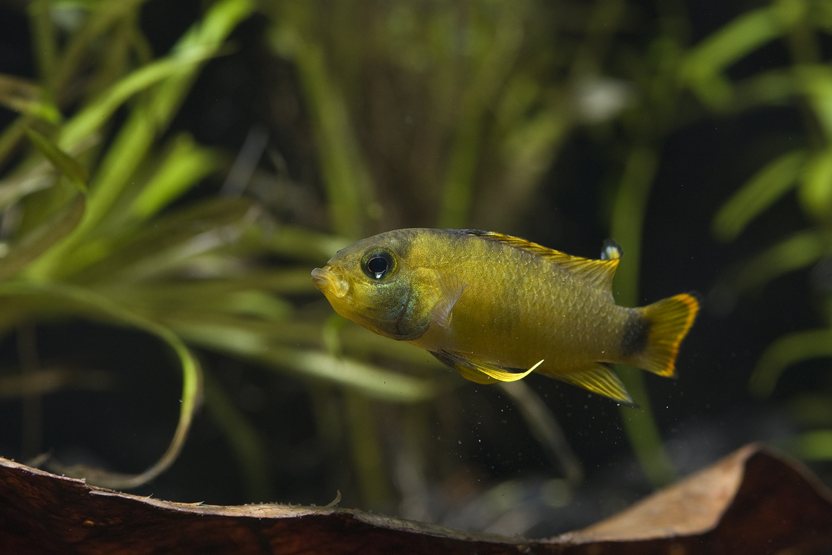 Adult female.