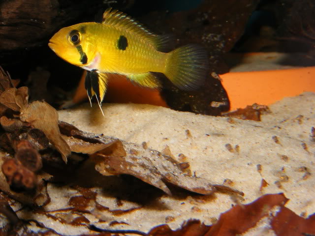 Adult female with fry displaying broodcare colour pattern.