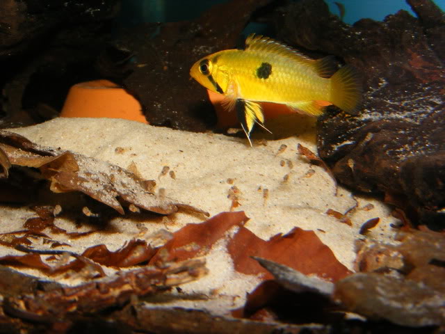 Adult female with fry.