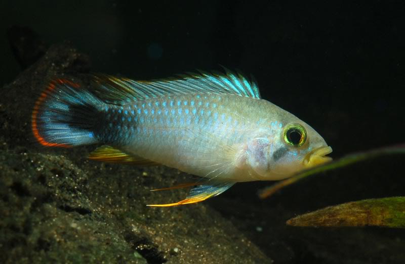 Adult male specimen.