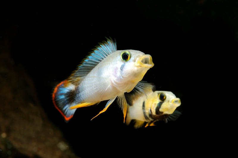Adult pair - aggressive mood.