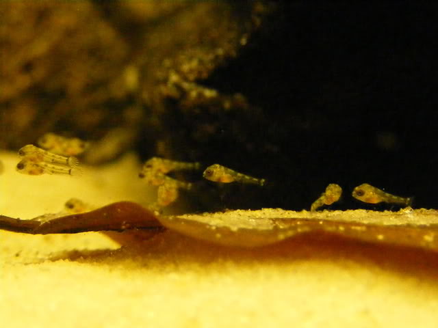 Free-swimming fry.