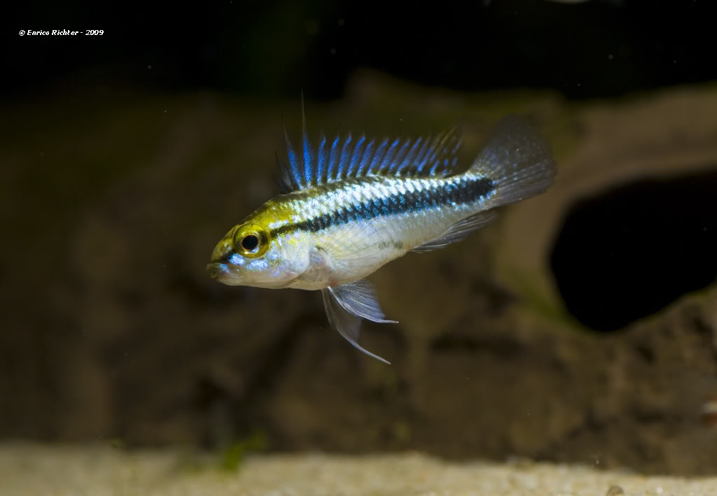 Adult male from the German aquarium trade.