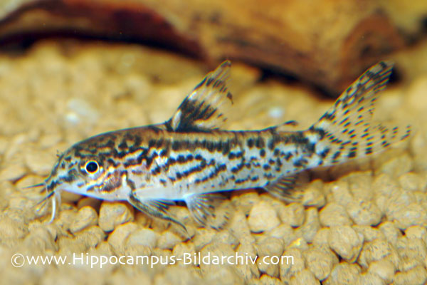 Another male.