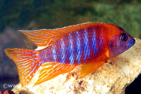 Adult male of an ornamental strain known as 'red-orange'.