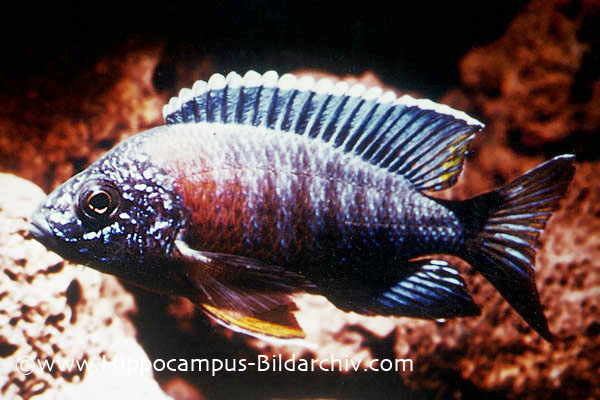 Adult male from Kande Island. This population is sometimes referred to by the subspecific name A. m. kandeensis.