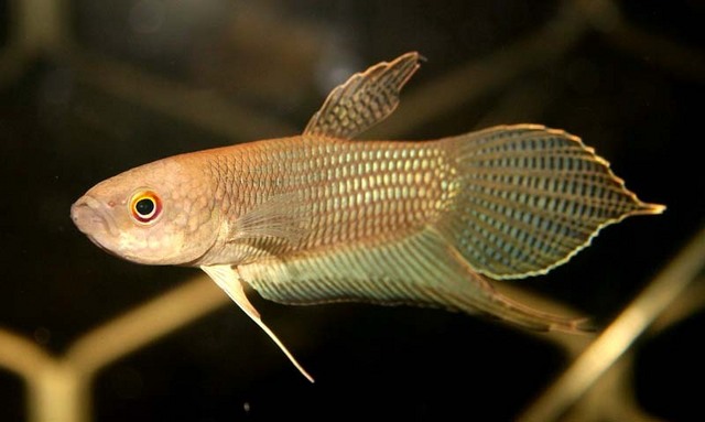 Male of Betta ibanorum from Lundu, Sarawak state, Borneo.