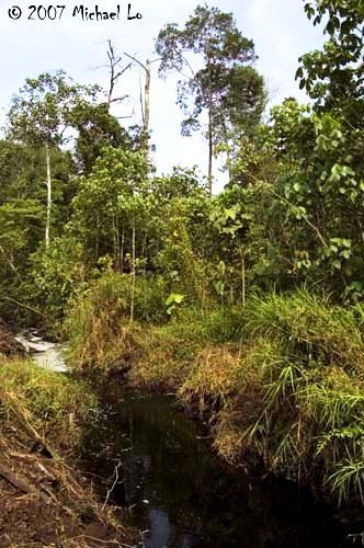 One of the few remaining localities where Betta persephone can be found in Johor.