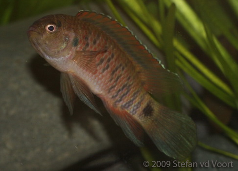 Dominant male specimen.