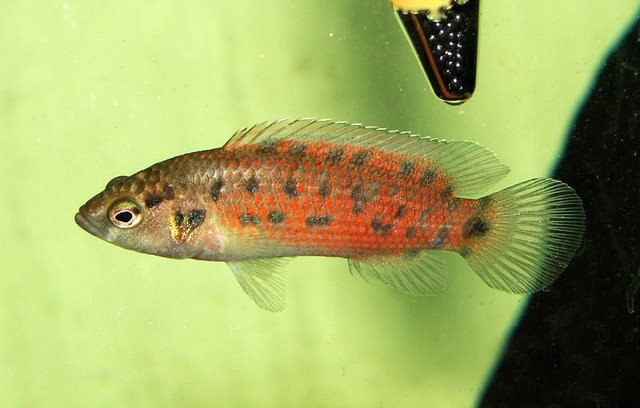 Male specimen with breeding colouration.