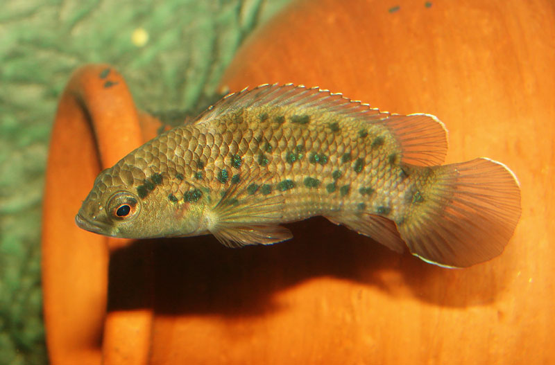 Adult male of Badis assamensis.
