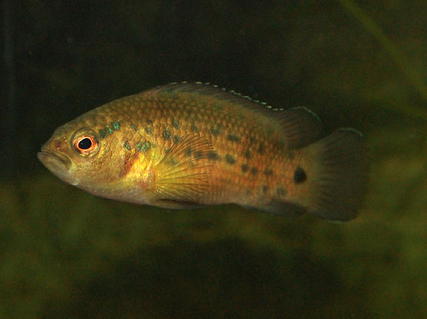 Adult male - normal colouration.
