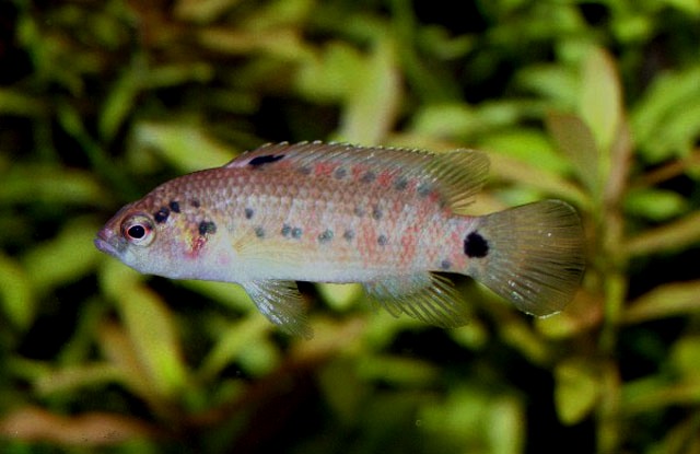 Subadult male.