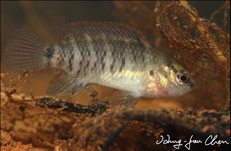 Young female specimen.
